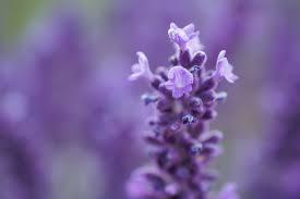 A Love for Lavender